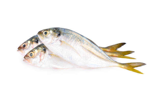 istock whole round fresh horse mackerel on white background 1183953380