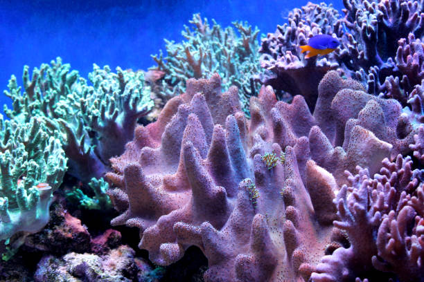 istock Marine background with reefs and living corals 1183953731