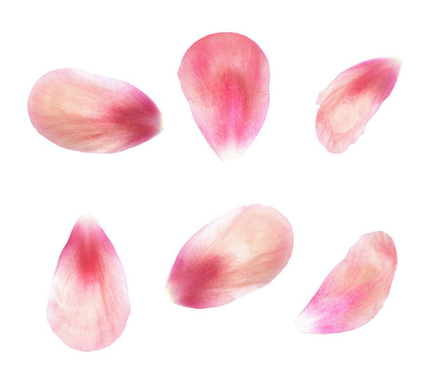 istock Set of pink peony petals 1183954028