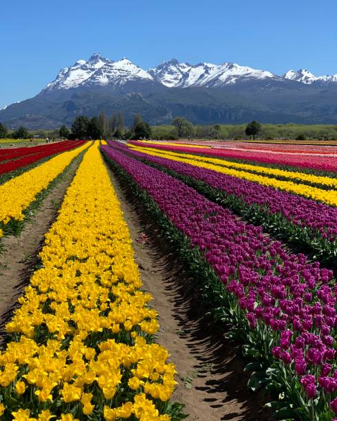 тюльпаны - argentina landscape multi colored mountain стоковые фото и изображения