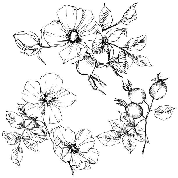 ilustrações de stock, clip art, desenhos animados e ícones de wildflower rosa canina in a vector style isolated. black and white engraved ink art. - dogrose