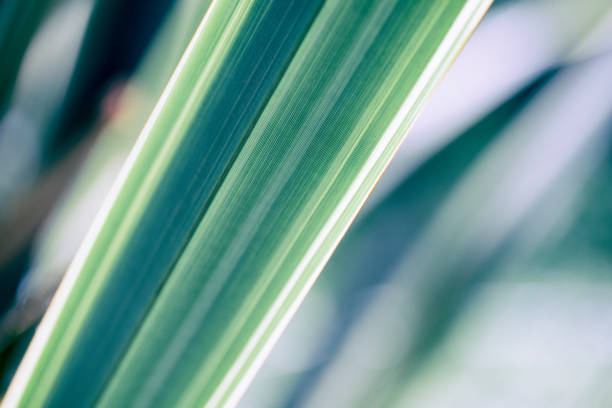istock Tropical leaves background. Palm tree leaves, monstera. Green background 1183956074