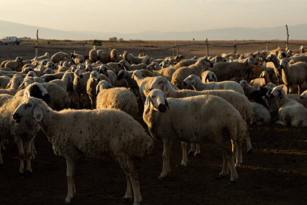 istock flock of sheep 1183956218