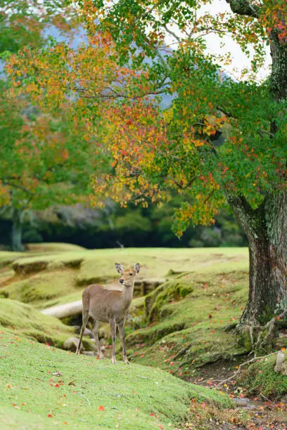 Photo of Deer in Park have been protected very carefully since ancient times