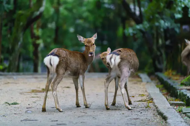 Photo of Deer in Park have been protected very carefully since ancient times