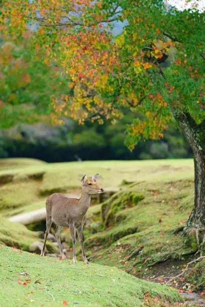 Photo of Deer in Park have been protected very carefully since ancient times