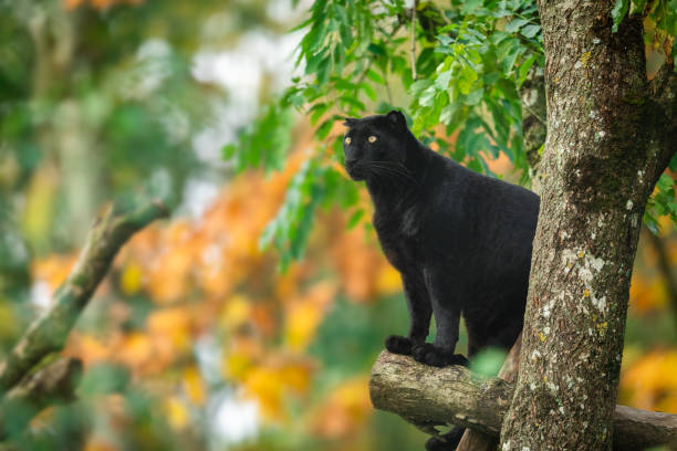 istock Black panther on the tree in the jungle 1183959159