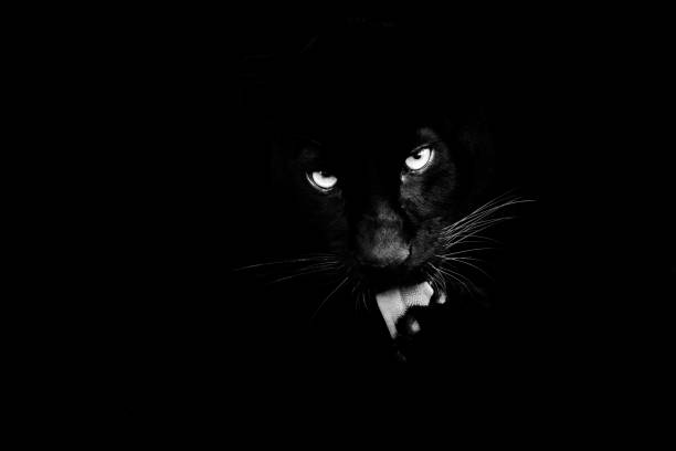 istock Black panther with a black background 1183959696