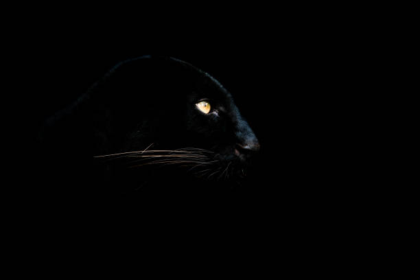 istock Black panther with a black background 1183959703