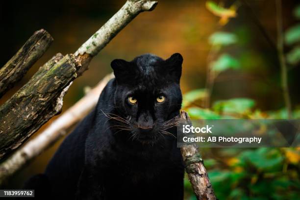 Pantera Negra En La Selva Foto de stock y más banco de imágenes de Animal -  Animal, Animales cazando, Blanco - Color - iStock