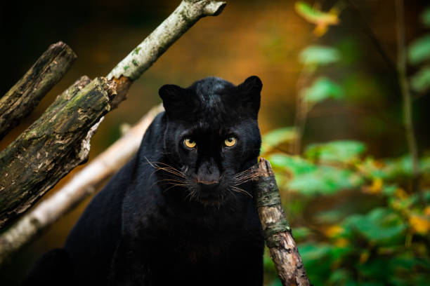 istock Black panther in the jungle 1183959762