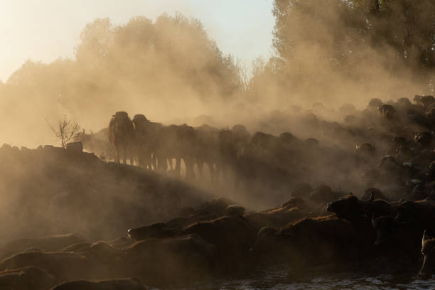 istock herd of water buffalo 1183959767