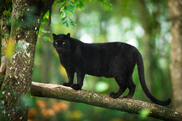 istock Black panther on the tree in the jungle 1183959815