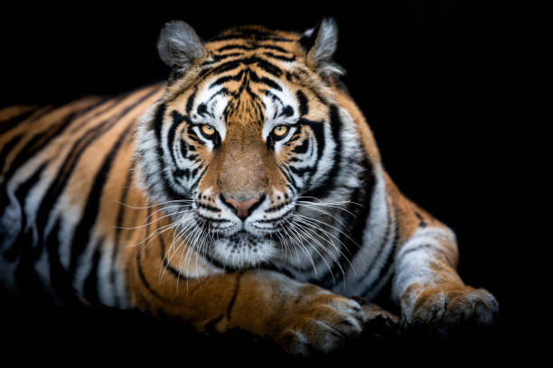 Portrait of a Tiger with a black background Portrait of a Tiger with a black background tiger photos stock pictures, royalty-free photos & images