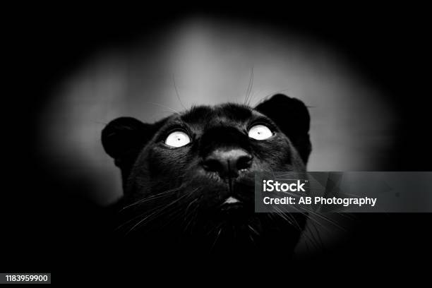 Retrato De Una Pantera Negra En La Selva Foto de stock y más banco de  imágenes de Animal - Animal, Animales cazando, Blanco - Color - iStock