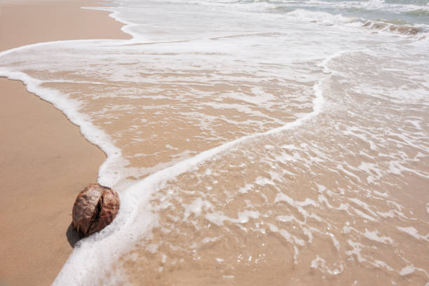 Washed up coconut on the sunny sandy tropical beach near Fortaleza in Brazil. In the foreground are the coconut, surf, clear water and hot sand. In the background are breaking waves of the sea of the Atlantic Ocean.