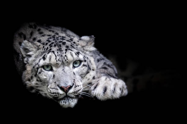 istock Portrait of a snow leopard with a black background 1183959985