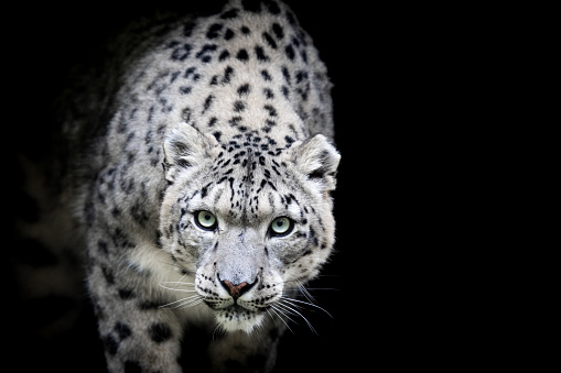 Portrait of a snow leopard with a black background