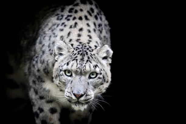 portrait of a snow leopard with a black background - snow leopard imagens e fotografias de stock