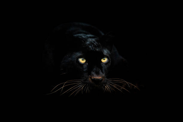 istock Black panther with a black background 1183960060