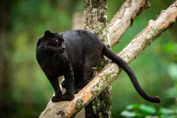 istock Black panther on the tree in the jungle 1183960086