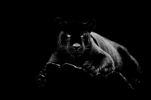 Jaguar negro con fondo negro photo