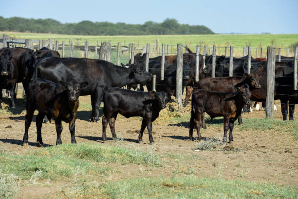 istock cows in the field 1183960118