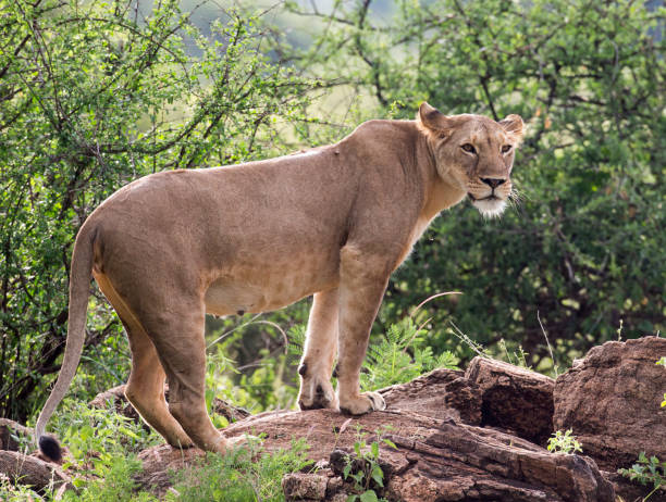 istock Female Lion Portrait 1183960201