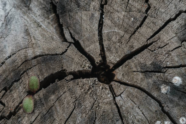 istock Close up Beautiful old wooden tree background texture. Macro view. 1183961304