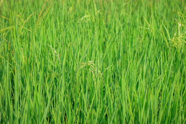 istock Green rice field, agriculture nature background concept 1183961477