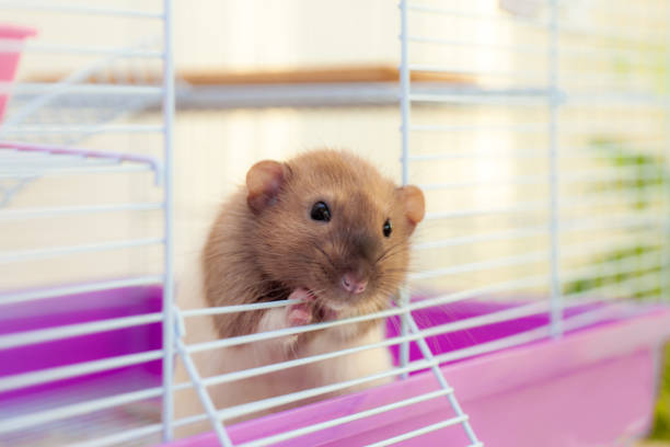 istock Pet rat looking out of its white cell 1183961700