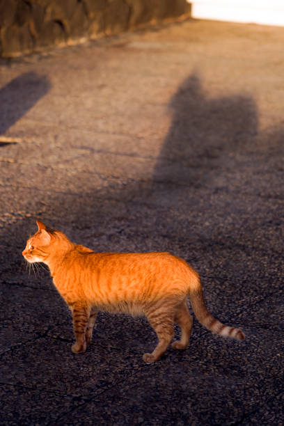 istock Cute cat and shadow at dusk. 1183963179
