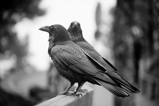 Side view of two Canary ravens perching on wooden fence, black and white view. Caldera de taburuiente, La Palma, Canary islands, Spain.