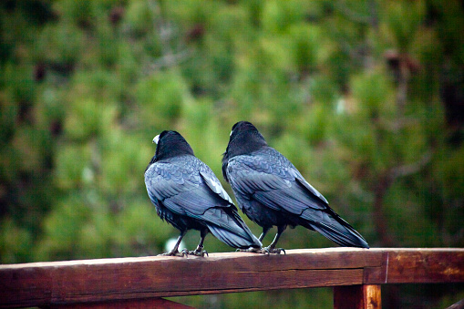 Rear view of two Canary ravens perching on wooden fence, green vegetation background, pine trees. Caldera de taburuiente, La Palma, Canary islands, Spain.