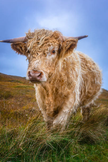 istock Cuddly highland cow standing on pasture and looking at camera. 1183963565