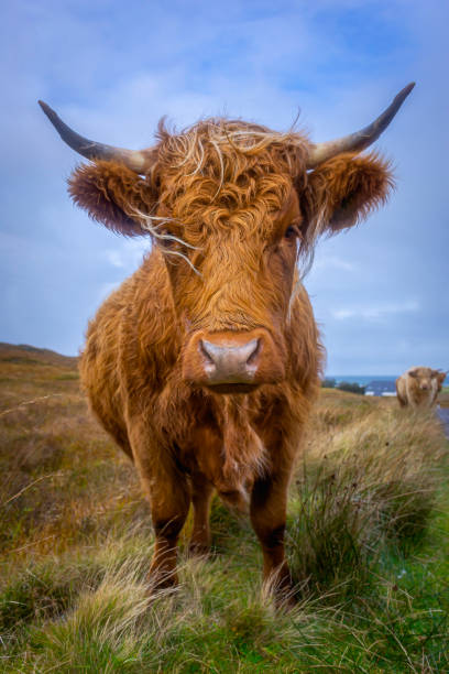 istock Highland cow on pasture. 1183965110