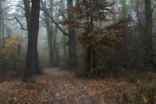 istock Fog in the autumn forest 1183965355