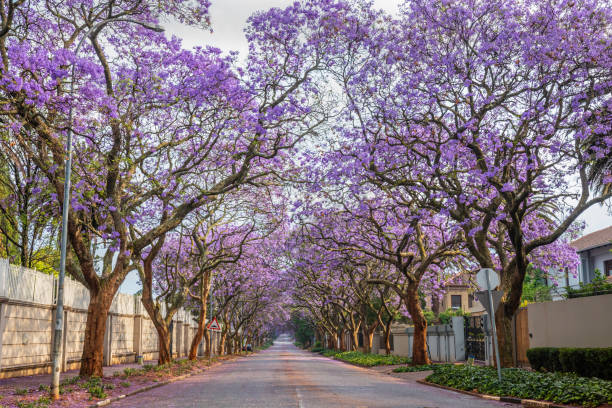 istock Jacaranda tree lined street in Saxonwold 1183966330