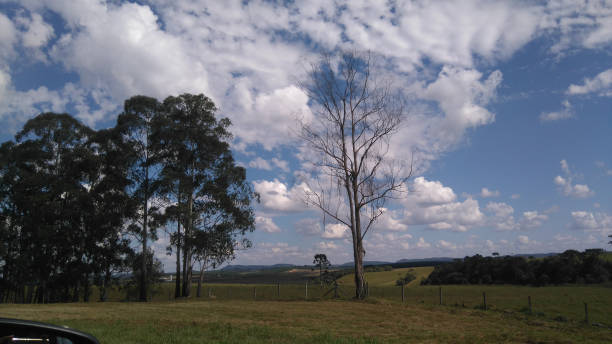 istock Field with Trees - Brazil 1183966536