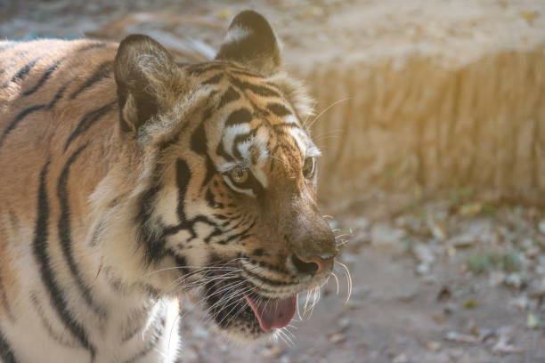 istock Sight of tiger. 1183967628