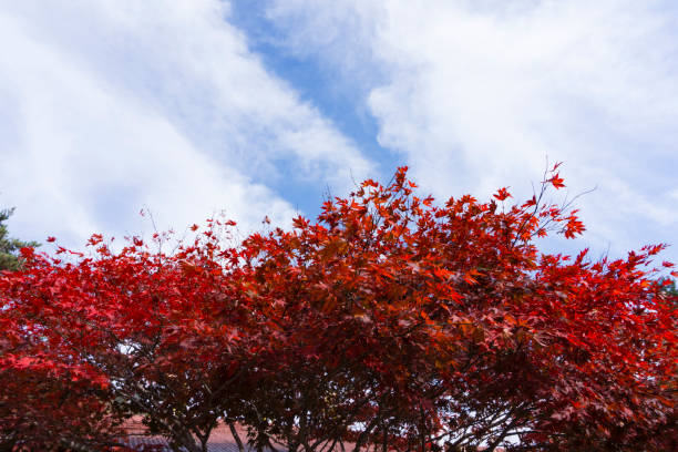 istock autumn maple landscape, republic of korea 1183968043
