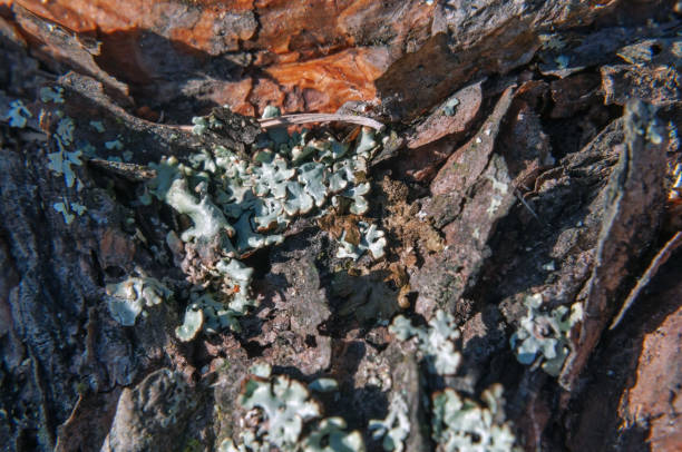 istock Pine bark covered with lichen, closeup photo 1183968062