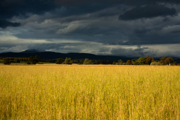 nuvole tempestose sul campo del contadino con pecore e colline sullo sfondo - nature rain crop europe foto e immagini stock