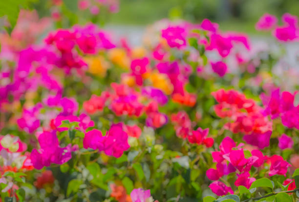 istock Colored bougainvillea 1183969060