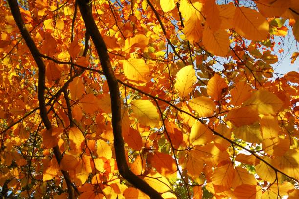 istock Colourful Autumn Leaves. 1183972559