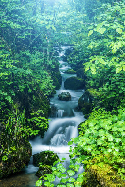 Japan, Karuizawa, Nagano Prefecture, Alternative Therapy, Autumn