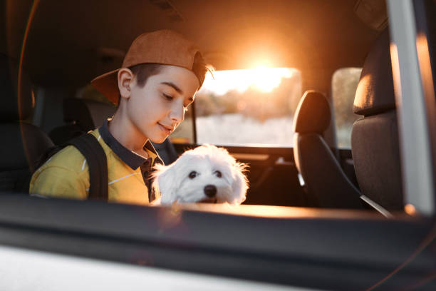 istock Boy with his dog on car back seat 1183976202