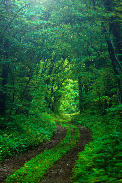 Japan, Karuizawa, Alternative Therapy, Backgrounds, Beauty