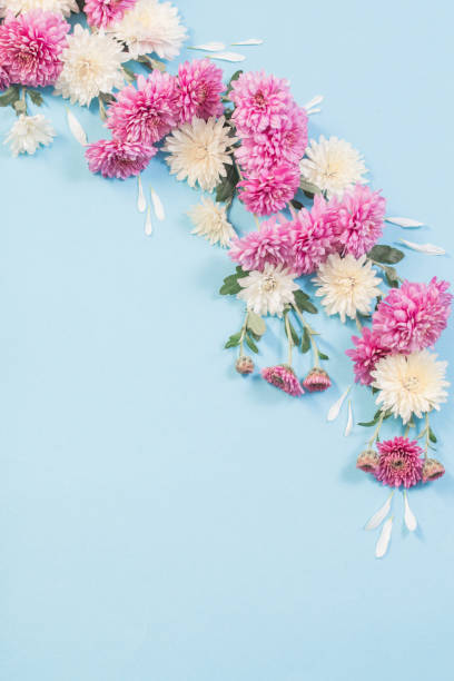 istock white and pink chrysanthemums on blue paper background 1183984351