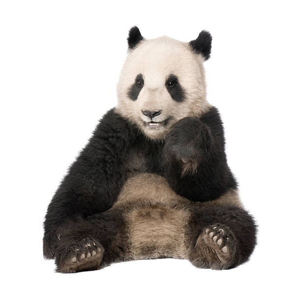 istock Front view of Giant Panda sitting against white background 118398450